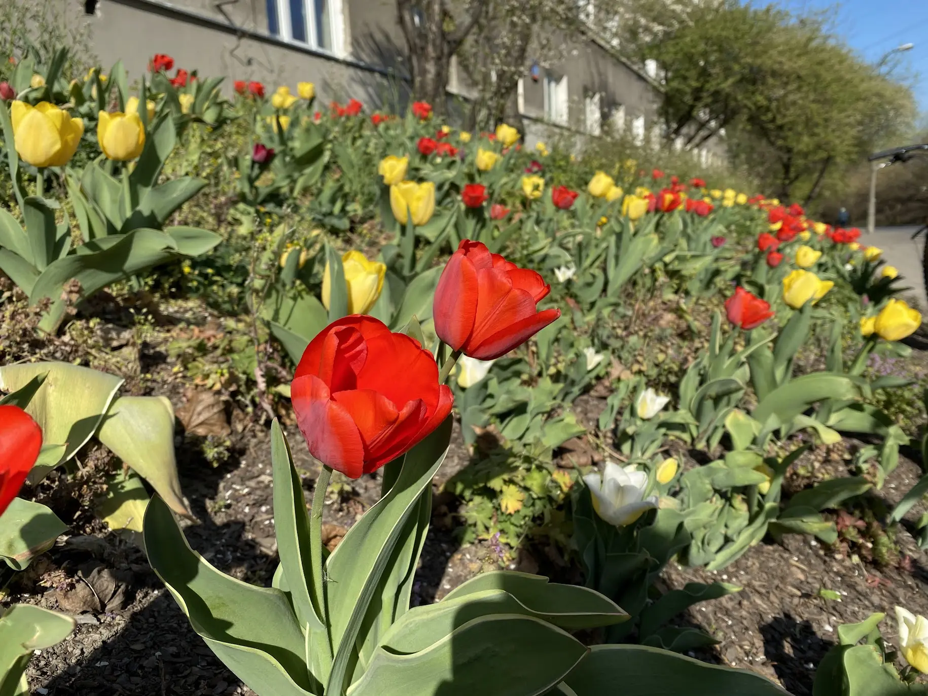 Nice flowers