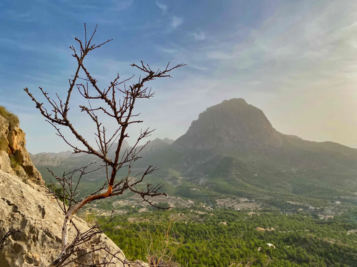 A bush with no leaves on steep rock; Puig Campana in background