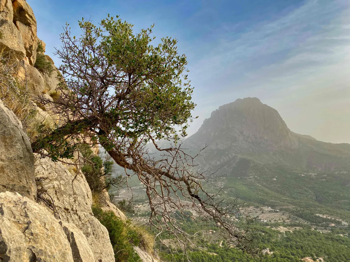 A small bush growing horizontally out of a rock: Puig Campana in the background