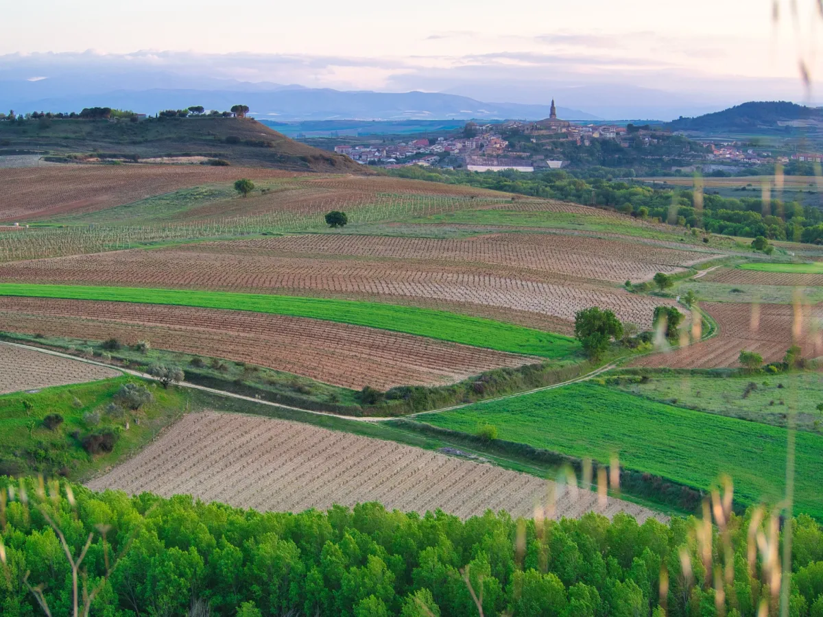 Vineyards in the foreground, a small town on a hill with church tower in the middle in the background