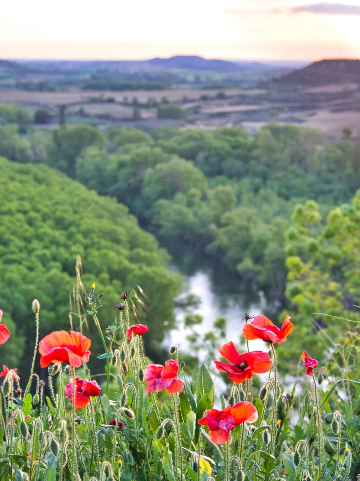 Red flowers in the foreground, a river surrounded by dense forest and small mountains in the background