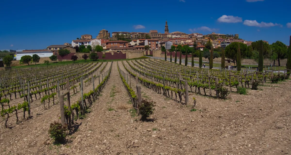A vineyard in the foreground, a small town, Briones, in the background