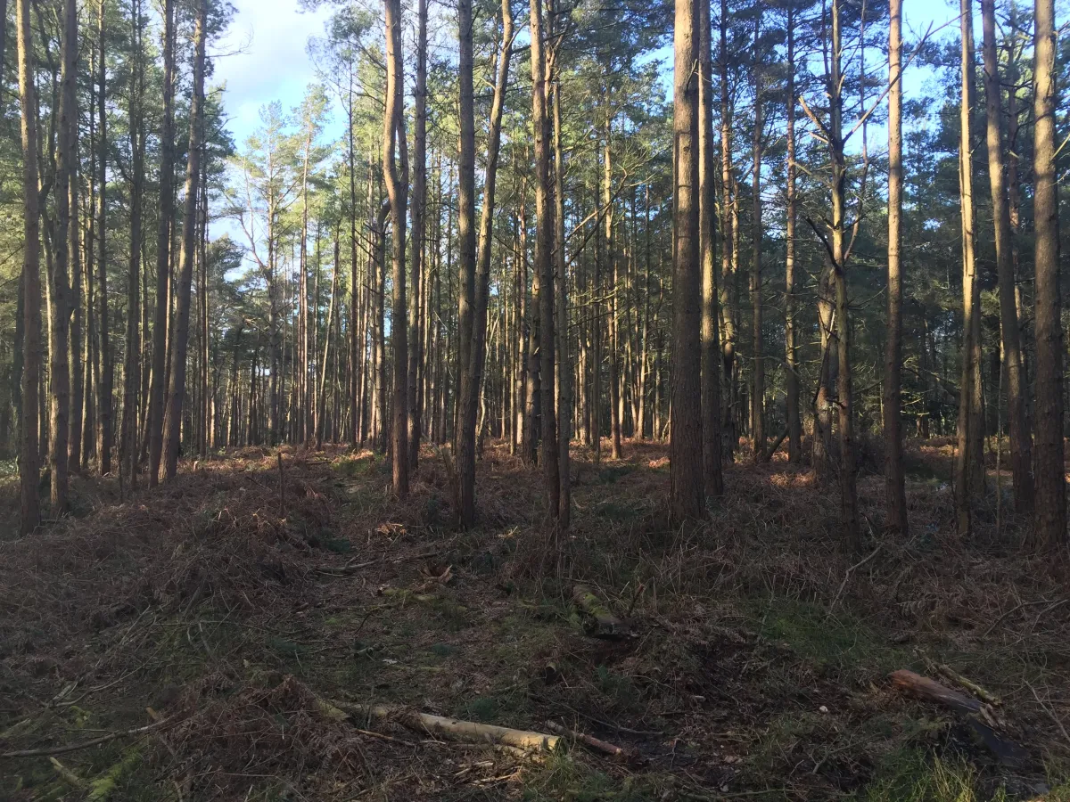 Woods