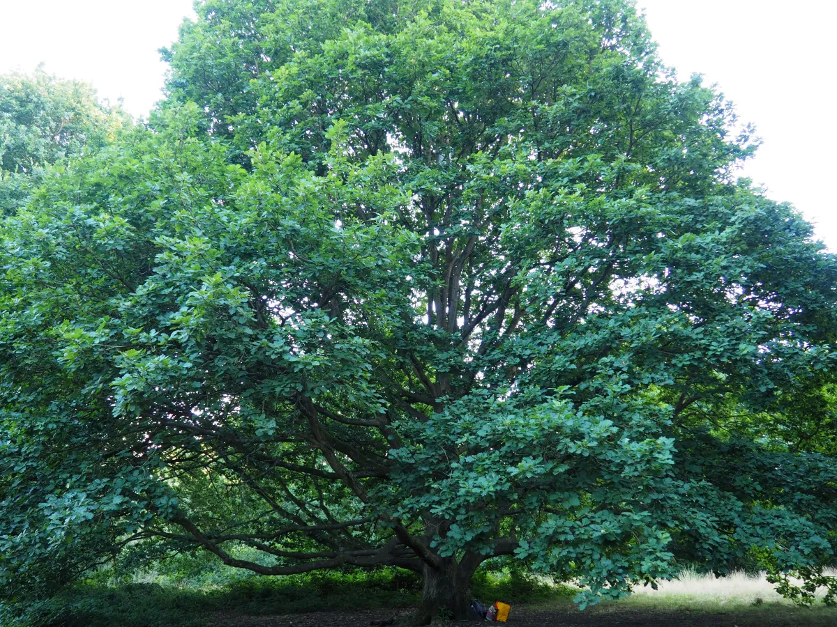 https://media.macandwen.com/images/posts/parks-of-london-10-cool-things-about-hampstead-heath/c3iVuu7.webp