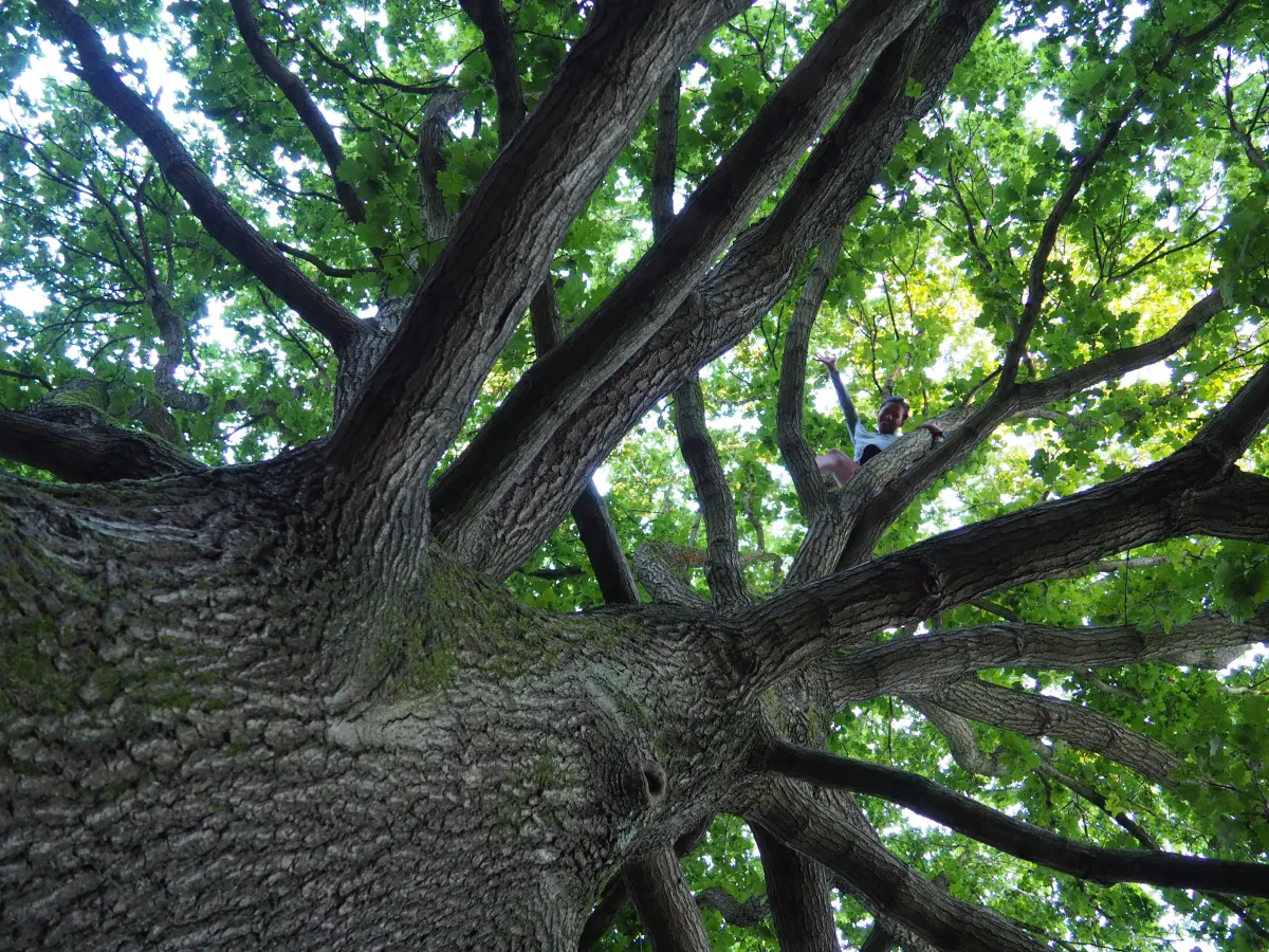 https://media.macandwen.com/images/posts/parks-of-london-10-cool-things-about-hampstead-heath/kBzAiMJ.webp