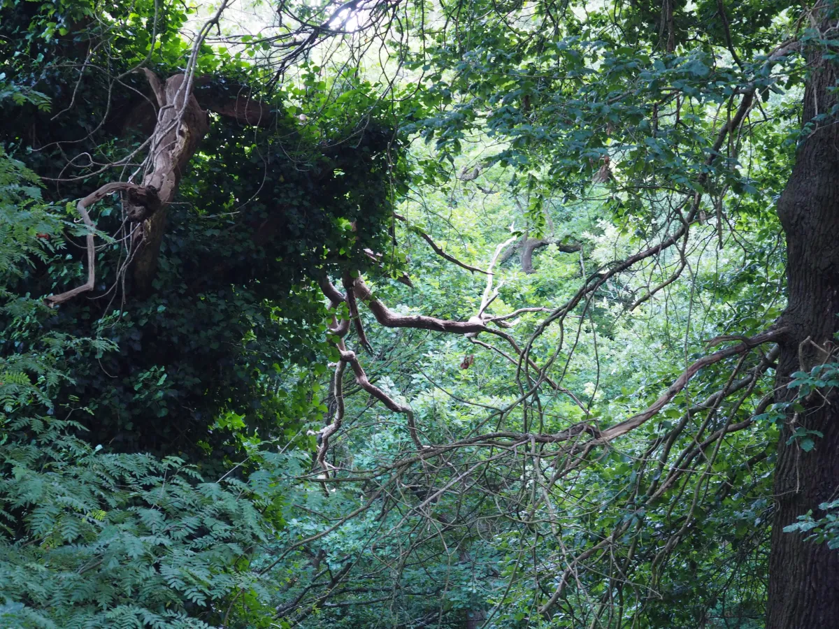 https://media.macandwen.com/images/posts/parks-of-london-10-cool-things-about-hampstead-heath/yjq2SOm.webp